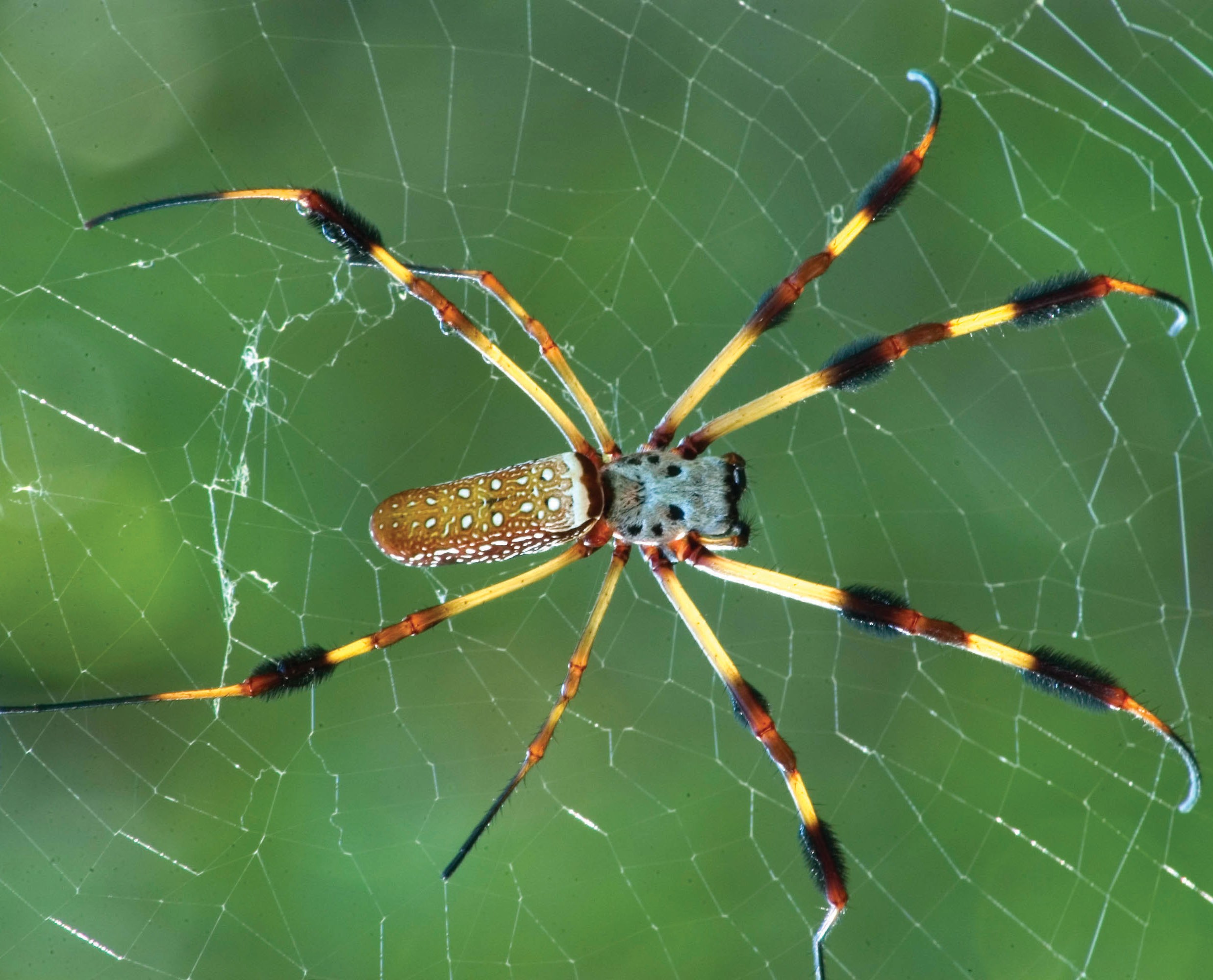 Golden Silk Orb-Weaver spider with distinctive yellow and black striped body in large golden web